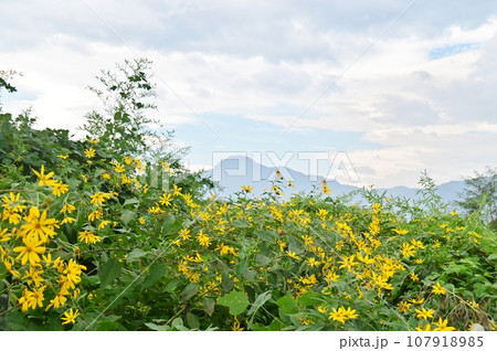 河川敷畑のキクイモの花と冠着山 河川敷畑のキクイモの花と冠着山 107918985
