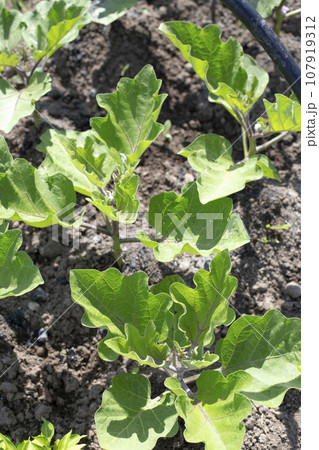 Eggplant seedlings in the garden. Planting seedlings in open ground. Eggplant seedlings in the garden. Planting seedlings in open ground. 107919312
