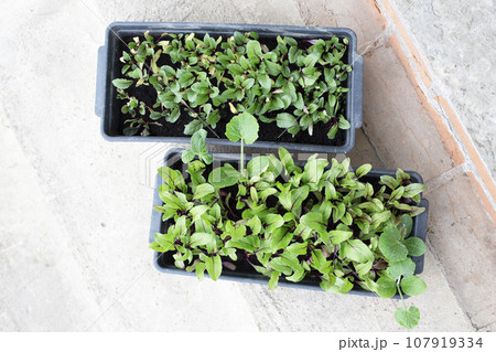 Beet seedlings for growing in the garden. Beet sprouts in a container. Growing beet microgreens at home, greens, city farm. Green living concept. 107919334