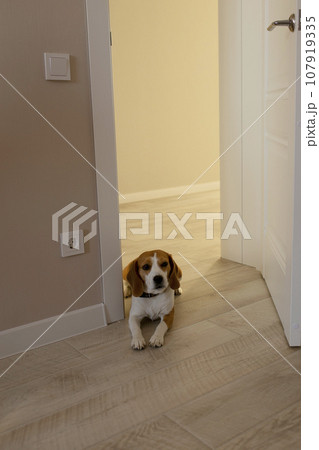 The beagle lies at the door of the house. The dog lies in the doorway and guards the house. The beagle lies at the door of the house. The dog lies in the doorway and guards the house. 107919335