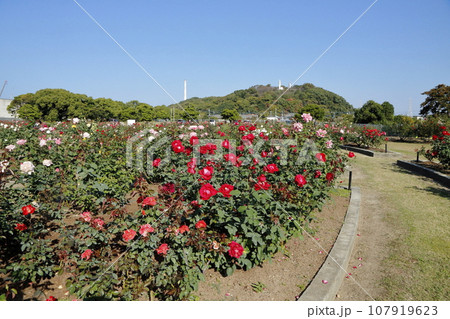 荒尾市 おもやい市民花壇 バラの花、 荒尾市 おもやい市民花壇 バラの花、 107919623