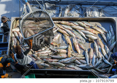 【北海道】北海道ウトロ漁港 秋鮭の水揚げ 【北海道】北海道ウトロ漁港 秋鮭の水揚げ 107919799