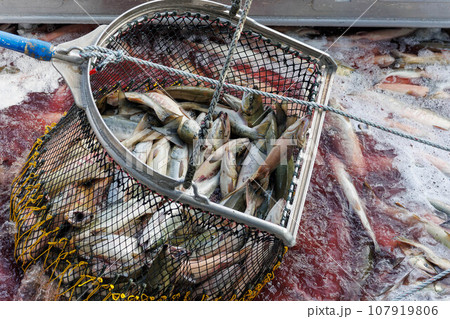 【北海道】北海道ウトロ漁港 秋鮭の水揚げ 107919806