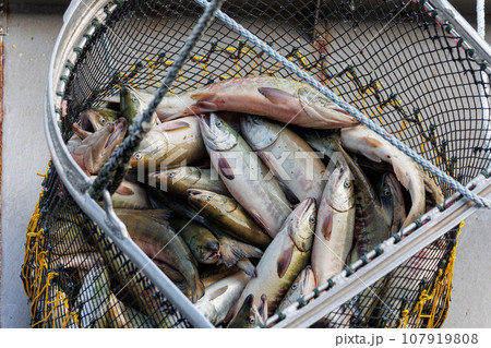 【北海道】北海道ウトロ漁港 秋鮭の水揚げ 107919808