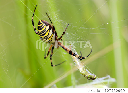 太ったナガコガネグモのメスが獲物を簀巻きにする(マクロレンズ使用・自然光・接写写真) 太ったナガコガネグモのメスが獲物を簀巻きにする(マクロレンズ使用・自然光・接写写真) 107920060