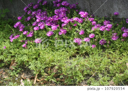 ピンクの花 ピンクの花 107920554