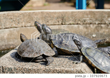甲羅干しする亀 甲羅干しする亀 107920673