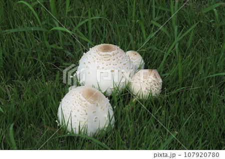 オオシロカラカサタケ オオシロカラカサタケ 107920780