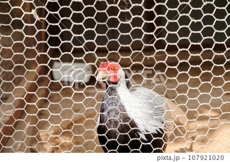 飼育されている鳥　バリケン　キジバト 107921020