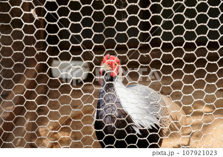 飼育されている鳥　バリケン　キジバト 107921023