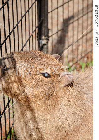 カピバラのかわいい横顔 カピバラのかわいい横顔 107921029