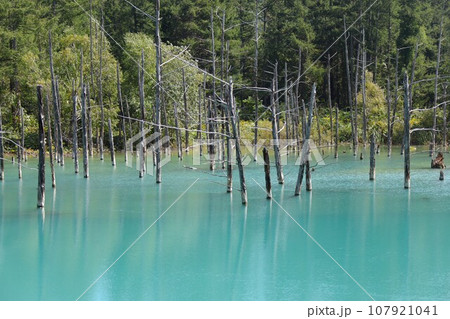 【動画あり】北海道の風景・美瑛青い池（北海道上川郡美瑛町） 107921041