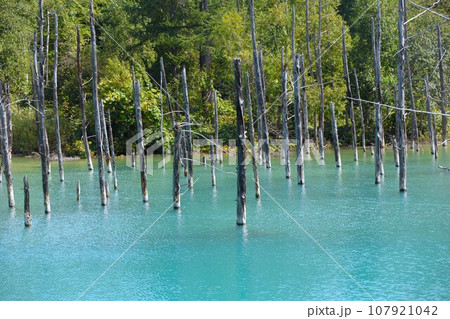 【動画あり】北海道の風景・美瑛青い池（北海道上川郡美瑛町） 107921042