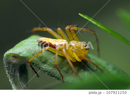 オスのササグモが草葉で獲物を待つ姿（自然光＆ストロボ・マクロレンズ接写写真） 107921250