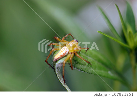 オスのササグモが草葉で獲物を待つ姿（自然光＆ストロボ・マクロレンズ接写写真） 107921251