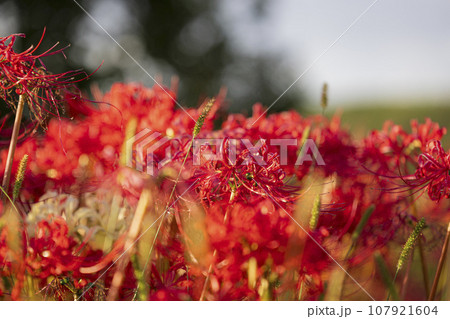 赤い彼岸花 107921604