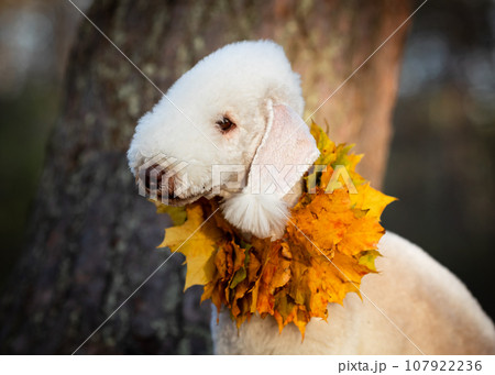Close-up portrait of a Bedlington Terrier wearing a maple leaf collar.  107922236