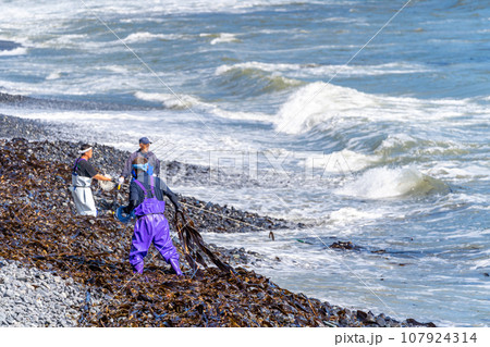 日高昆布漁 投げマッカイ 日高昆布漁 投げマッカイ 107924314