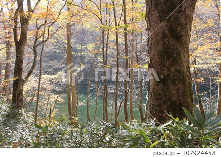 蔦温泉の森の秋景色 107924458