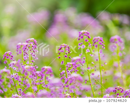 Verbena bonariensis flowers, Argentinian Vervain or Purpletop Vervain, Clustertop Vervain, Tall Verbena, Pretty Verbena, in garden Verbena bonariensis flowers, Argentinian Vervain or Purpletop Vervain, Clustertop Vervain, Tall Verbena, Pretty Verbena, in garden 107924620