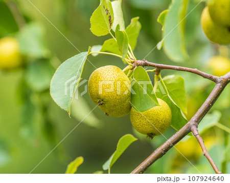 Yellow wild apples ripen on a branch. The Fruit Harvest. Autumn. Soft and selective focus. 107924640