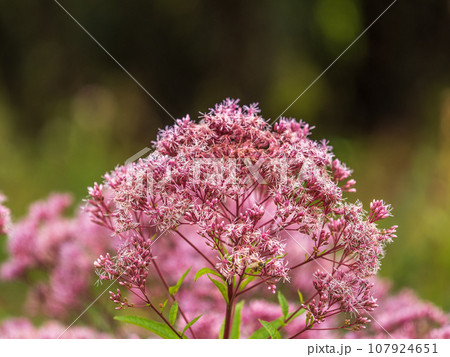 Eupatorium cannabinum, Commonly known as hemp-agrimony, or holy rope in bloom 107924651