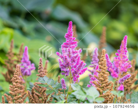 Chinese astilbe, Astilbe chinensis pumila, pink flowers in garden Chinese astilbe, Astilbe chinensis pumila, pink flowers in garden 107924656