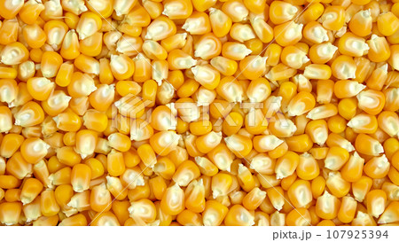 トウモロコシ 107925394