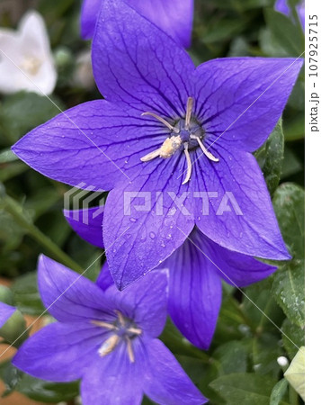 紫色の桔梗の花が咲く 107925715