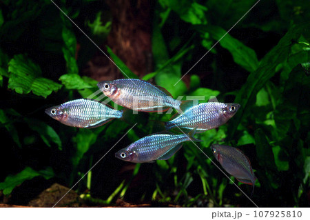ネオンドワーフレインボー　レインボーフィッシュ　アクアリウム 107925810