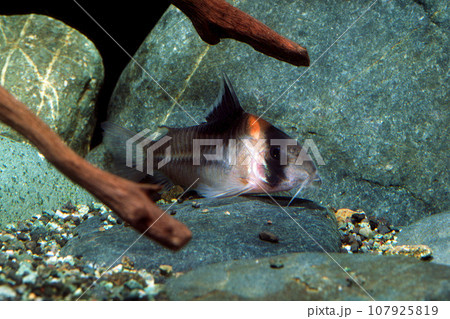 コリドラス　コリドラス・バーゲシー 107925819