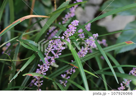 秋の庭に咲く薄紫色のヤブランの花 107926066