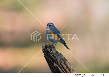 ルリビタキ ルリビタキ 107926312