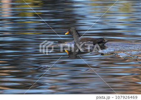 バン バン 107926469