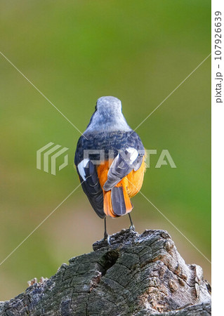 ジョウビタキ 107926639