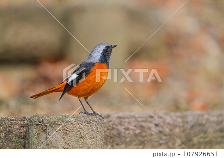 ジョウビタキ 107926651