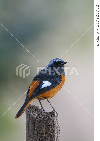 ジョウビタキ ジョウビタキ 107926702