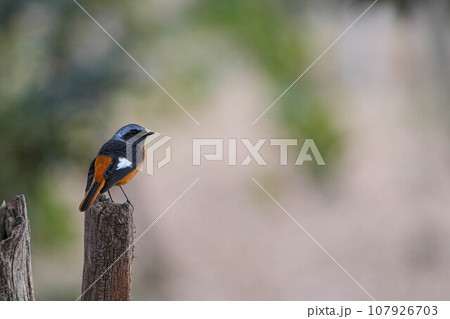 ジョウビタキ 107926703