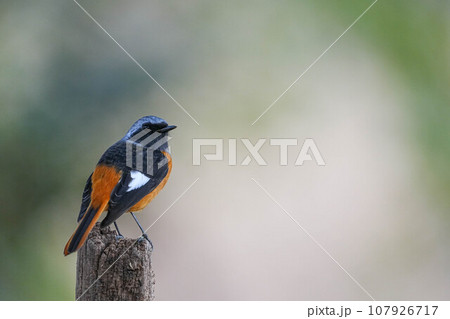 ジョウビタキ ジョウビタキ 107926717