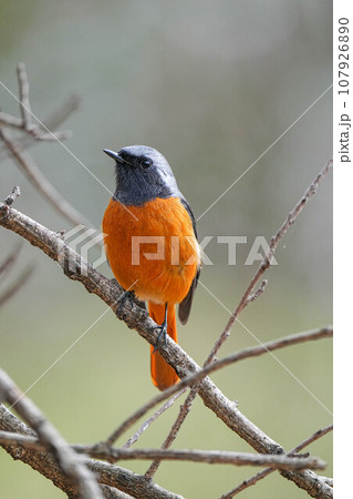 ジョウビタキ ジョウビタキ 107926890