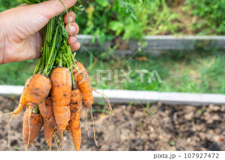 Harvested carrot crop with the tops on the bed in the hands of a farmer. Copy space. Harvest festival, gifts of autumn, cultivation of eco-friendly products 107927472