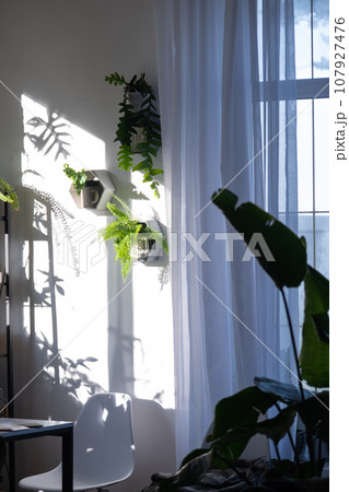 Shelves on the wall in the form of honeycombs with house plants fern, epiphyllum in the white interior of the house with shadows on the wall from the bright light from the window Shelves on the wall in the form of honeycombs with house plants fern, epiphyllum in the white interior of the house with shadows on the wall from the bright light from the window 107927476
