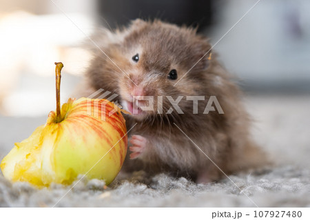Funny fluffy Syrian hamster with an appetite eats apple, stuffs his cheeks. Food for a pet rodent, vitamins. Close-up Funny fluffy Syrian hamster with an appetite eats apple, stuffs his cheeks. Food for a pet rodent, vitamins. Close-up 107927480