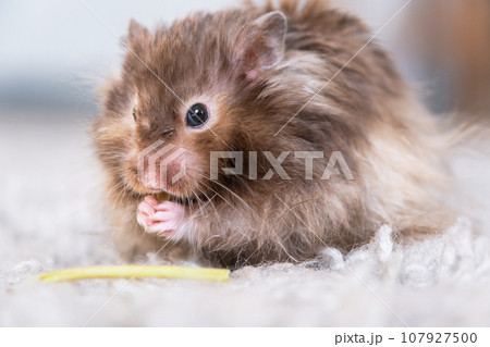 Funny fluffy Syrian hamster eats a green branch of clover, stuffs his cheeks. Food for a pet rodent, vitamins. Close-up 107927500