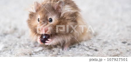 Funny fluffy Syrian hamster eats and surprised, stuffs his cheeks. Food for a pet rodent, vitamins. Close-up, copy space Funny fluffy Syrian hamster eats and surprised, stuffs his cheeks. Food for a pet rodent, vitamins. Close-up, copy space 107927501
