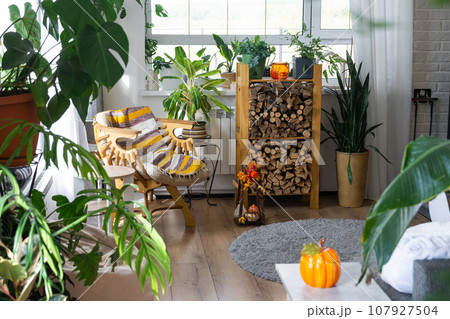 Bright sunny interior of the house with with firewood, an armchair, large potted plants and an autumn decor of pumpkins for halloween and autumn mood. Bright sunny interior of the house with with firewood, an armchair, large potted plants and an autumn decor of pumpkins for halloween and autumn mood. 107927504