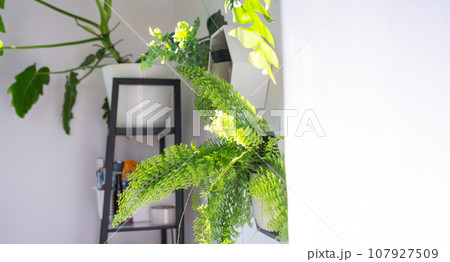 Shelves on the wall in the form of honeycombs with house plants fern, epiphyllum in the white interior of the house with shadows on the wall from the bright light from the window 107927509