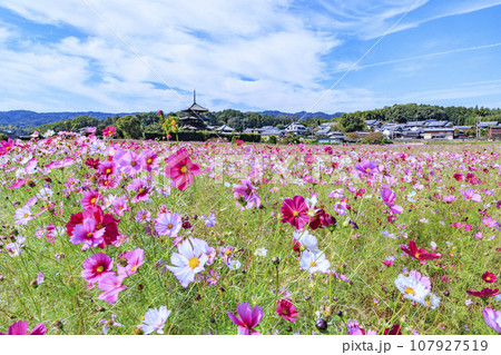 満開のコスモスに包まれた世界遺産法起寺 107927519