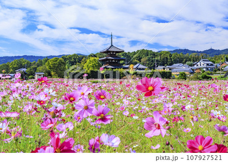 満開のコスモスに包まれた世界遺産法起寺 107927521
