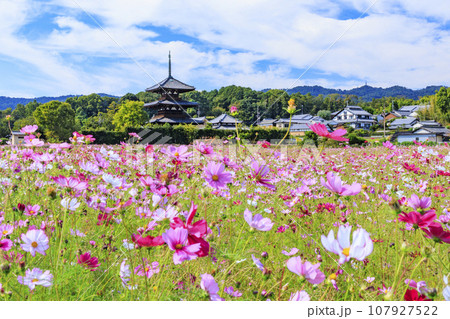 満開のコスモスに包まれた世界遺産法起寺 107927522